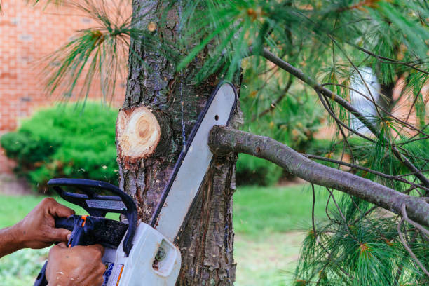 Salem, VA Tree Removal and Landscaping Services Company